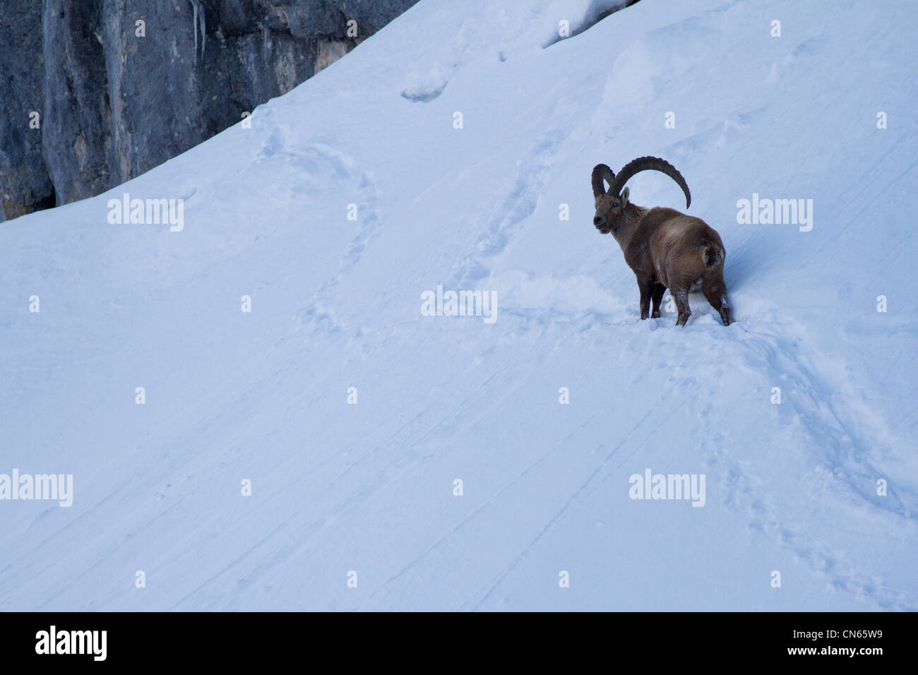 Homme de Bouquetin des Alpes (Capra ibex) au coucher du soleil dans les Alpes en hiver. Banque D'Images