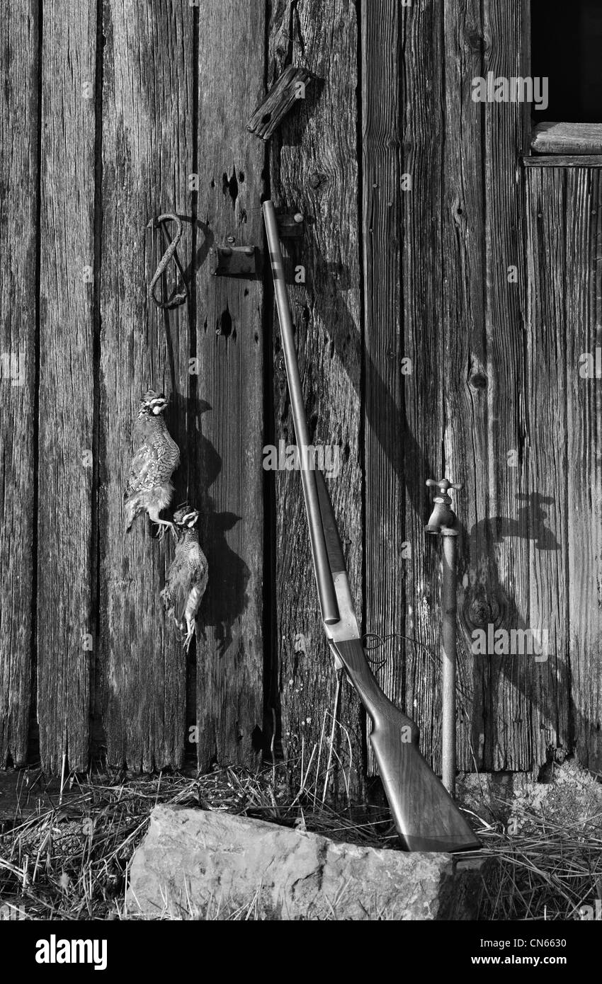 Vieux LeFever Nitro de calibre 20 spécial double barillet fusil appuyé contre Weathered Barn avec paire de Colins Banque D'Images