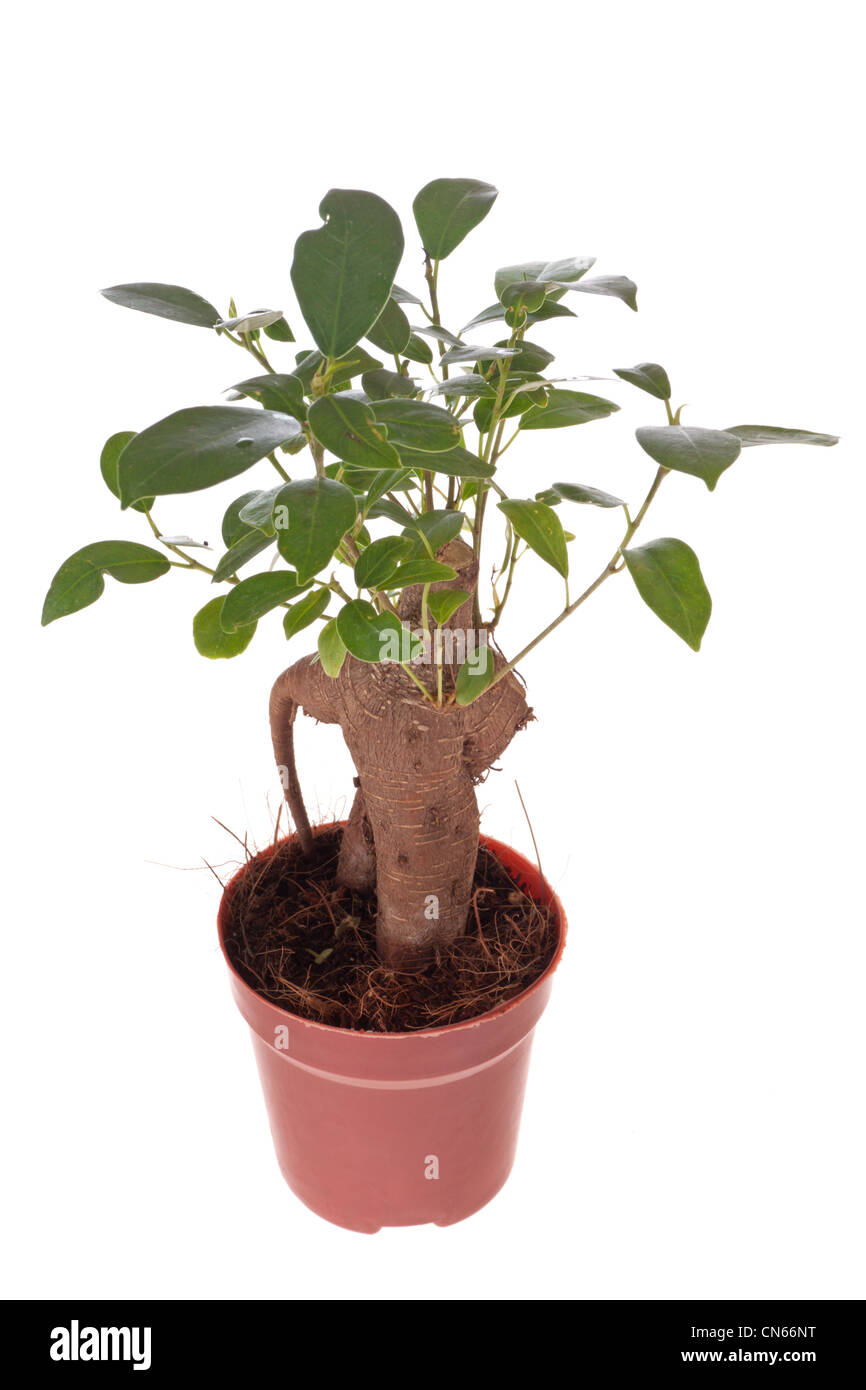 Bonsai Ficus arbre isolé sur le livre blanc Banque D'Images