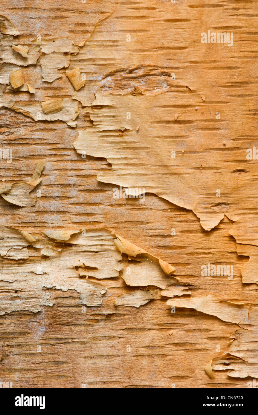 L'écorce pelée d'un arbre du bouleau à papier Banque D'Images