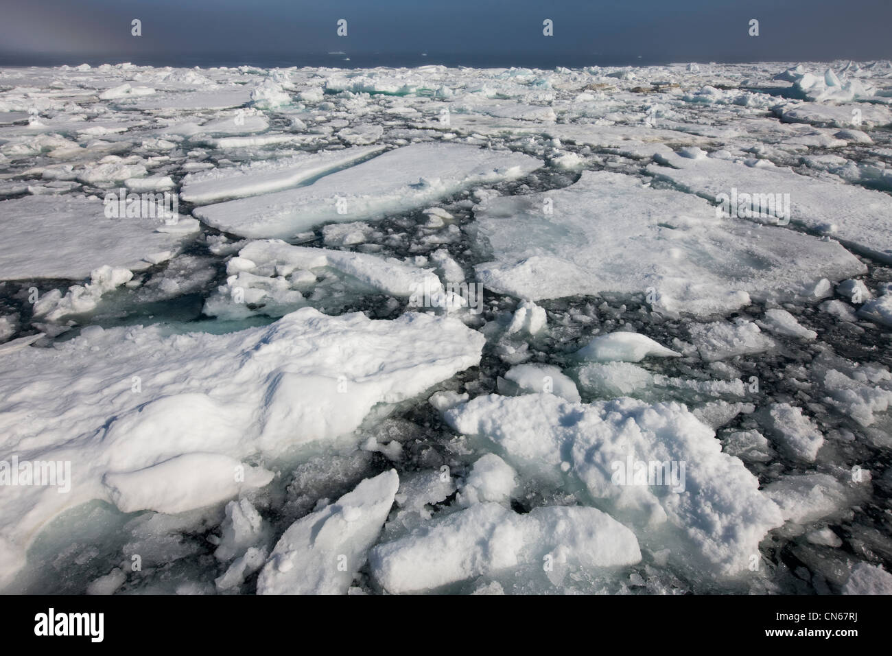 La Norvège, Svalbard, Edgeoya Island, à forte densité de première année sur la banquise matin d'été Banque D'Images