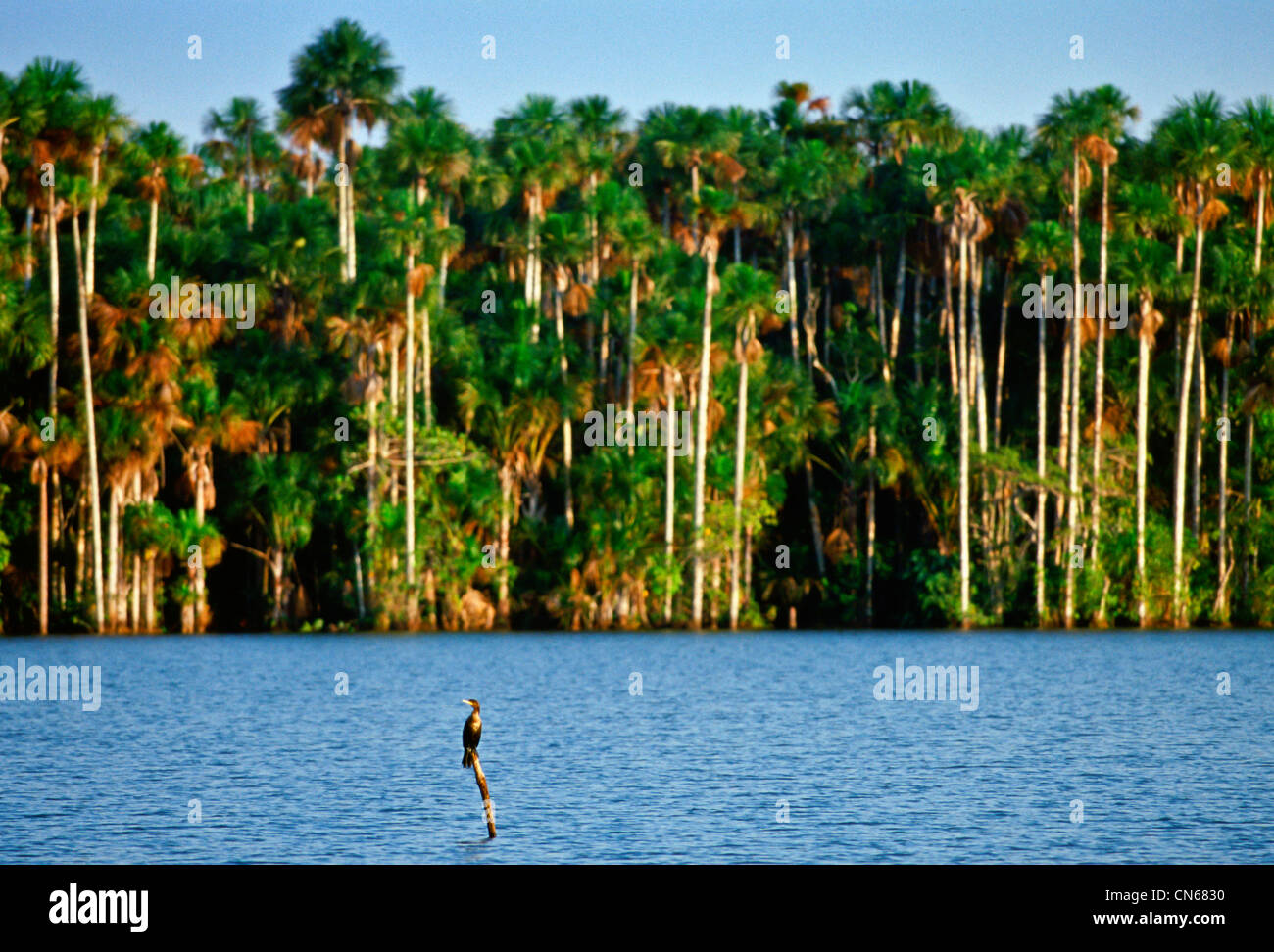 Oiseau cormoran perché sur une branche dans le lac Sandoval , forêt tropicale péruvienne, l'Amérique du Sud Banque D'Images