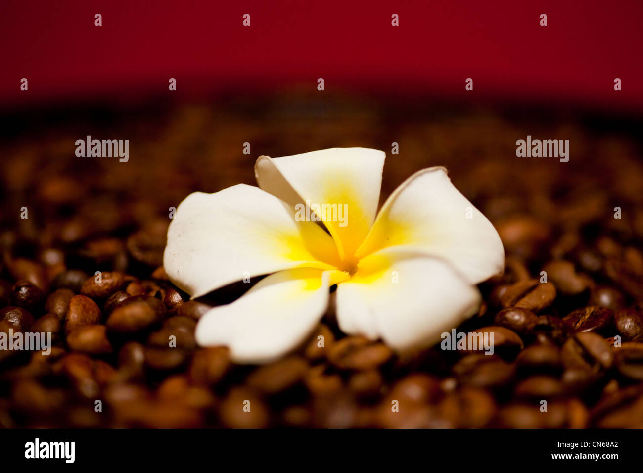 Fleur dans les grains de café. Bali Indonésie Asie du sud-est. Banque D'Images