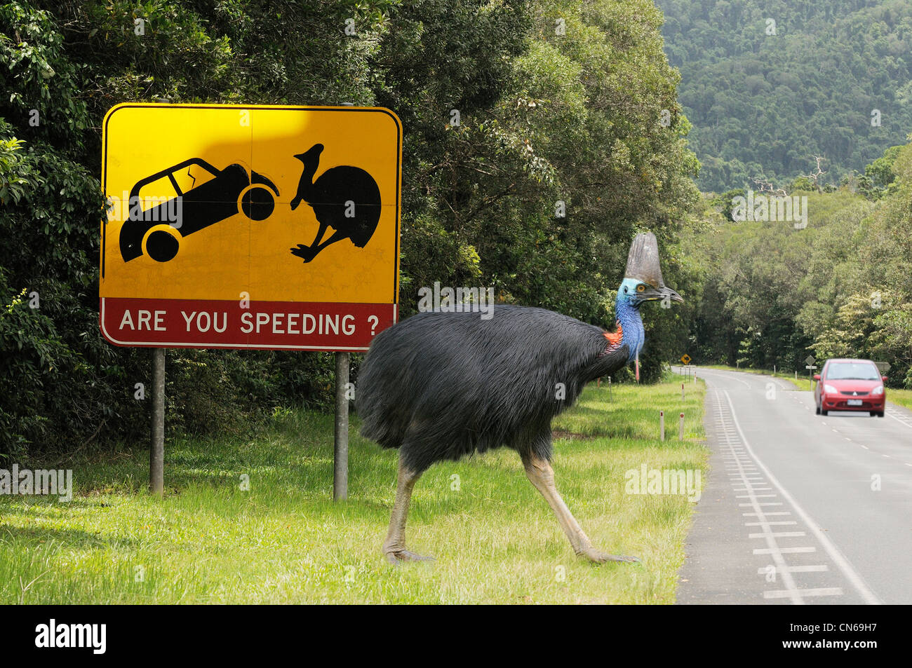 Casoar sud Casuarius casuarius mâles adultes crossing road . Digital composite photographié dans le nord du Queensland, Australie Banque D'Images