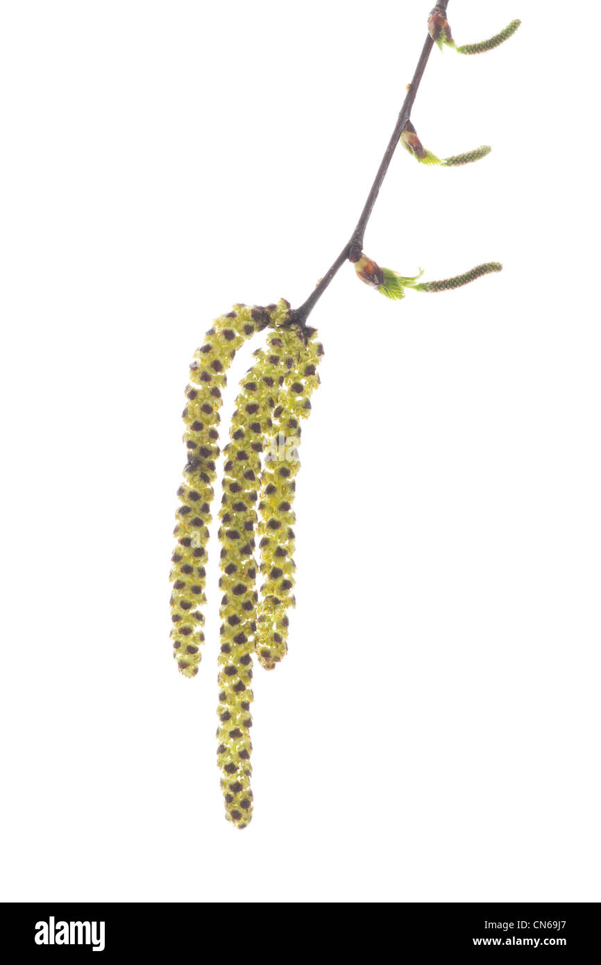 Les fleurs mâles ou chatons de bouleau verruqueux (Betula pendula). Banque D'Images