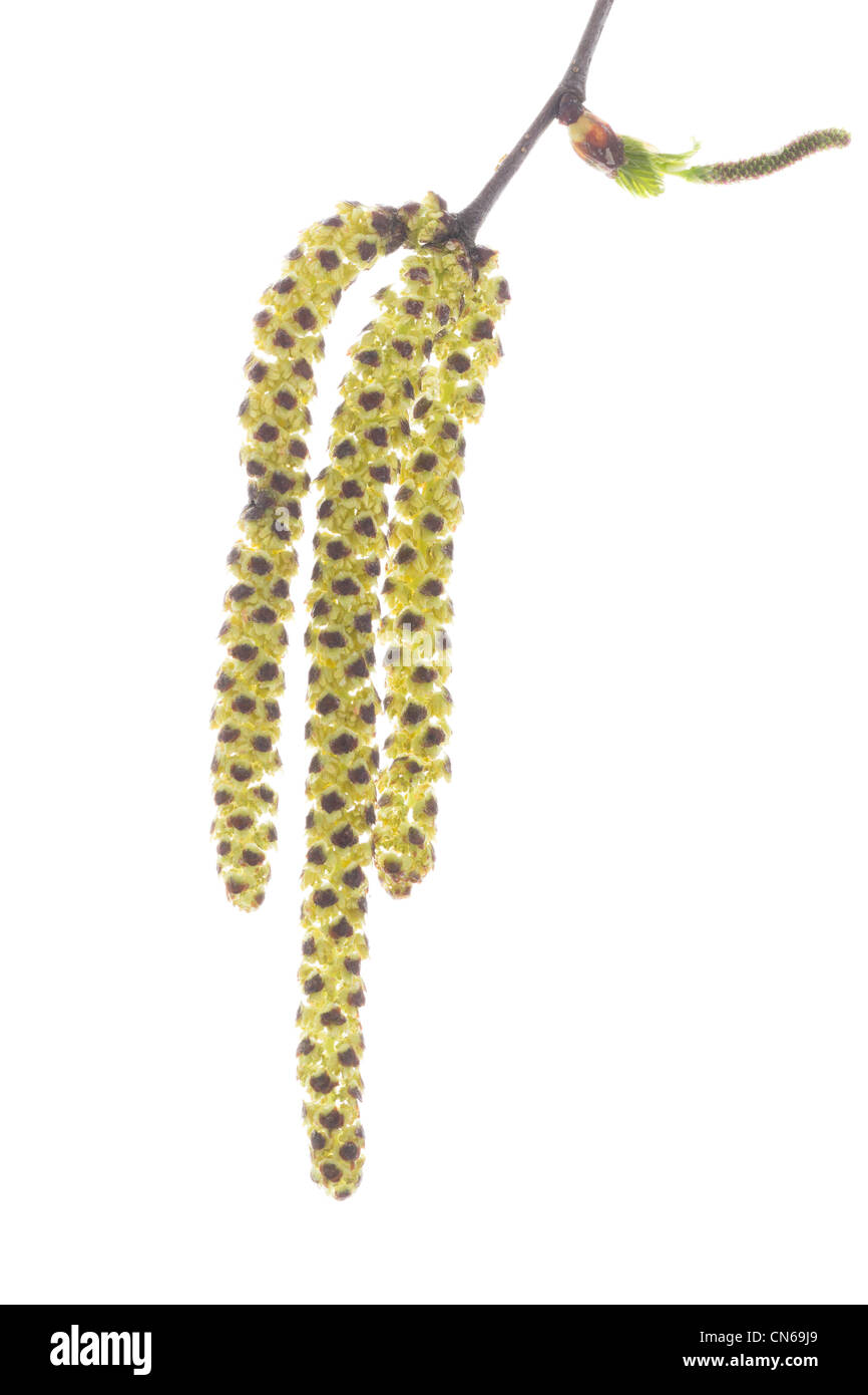 Les fleurs mâles ou chatons de bouleau verruqueux (Betula pendula). Banque D'Images