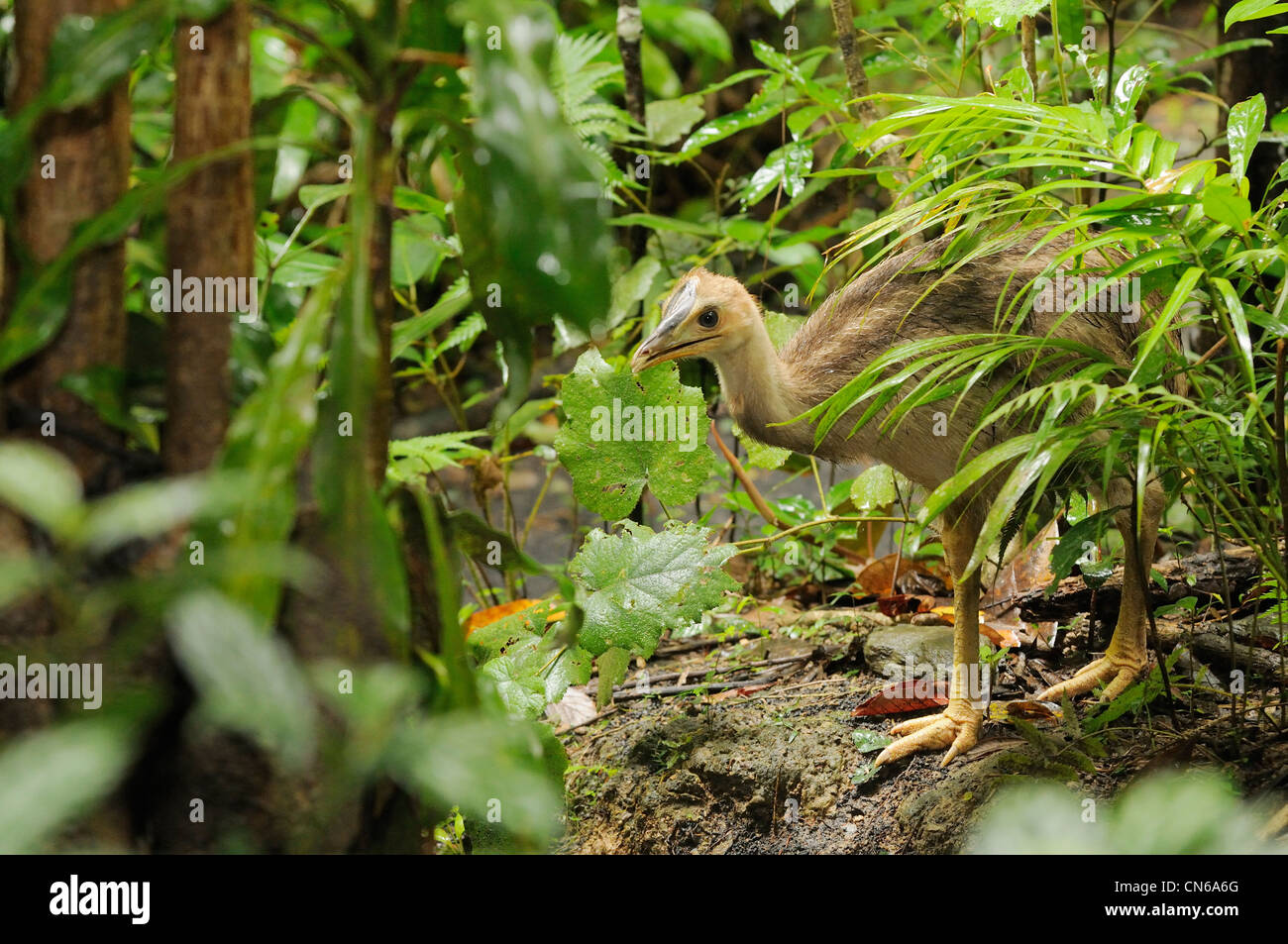 Casoar sud Casuarius casuarius Chick dans rainforest photographié dans les tropiques humides, North Queensland, Australie Banque D'Images