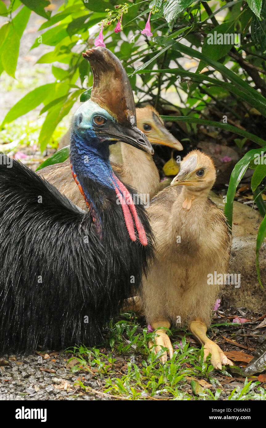 Casoar sud Casuarius casuarius mâles adultes avec les poussins photographié dans les tropiques humides, North Queensland, Australie Banque D'Images