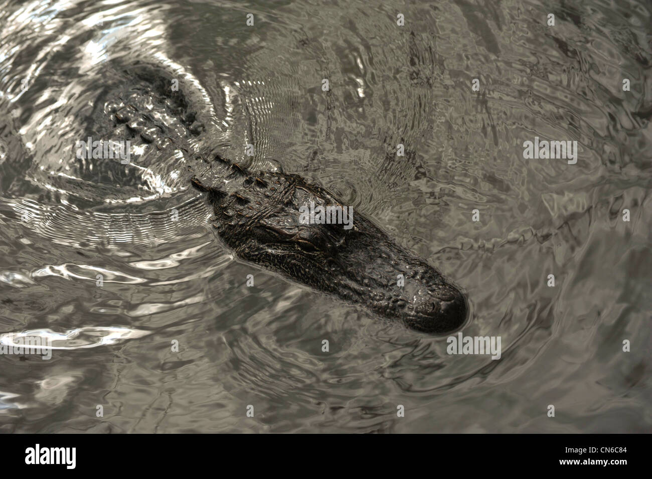 En Alligator le marais de La Nouvelle-Orléans, Louisiane, Etats-Unis Banque D'Images