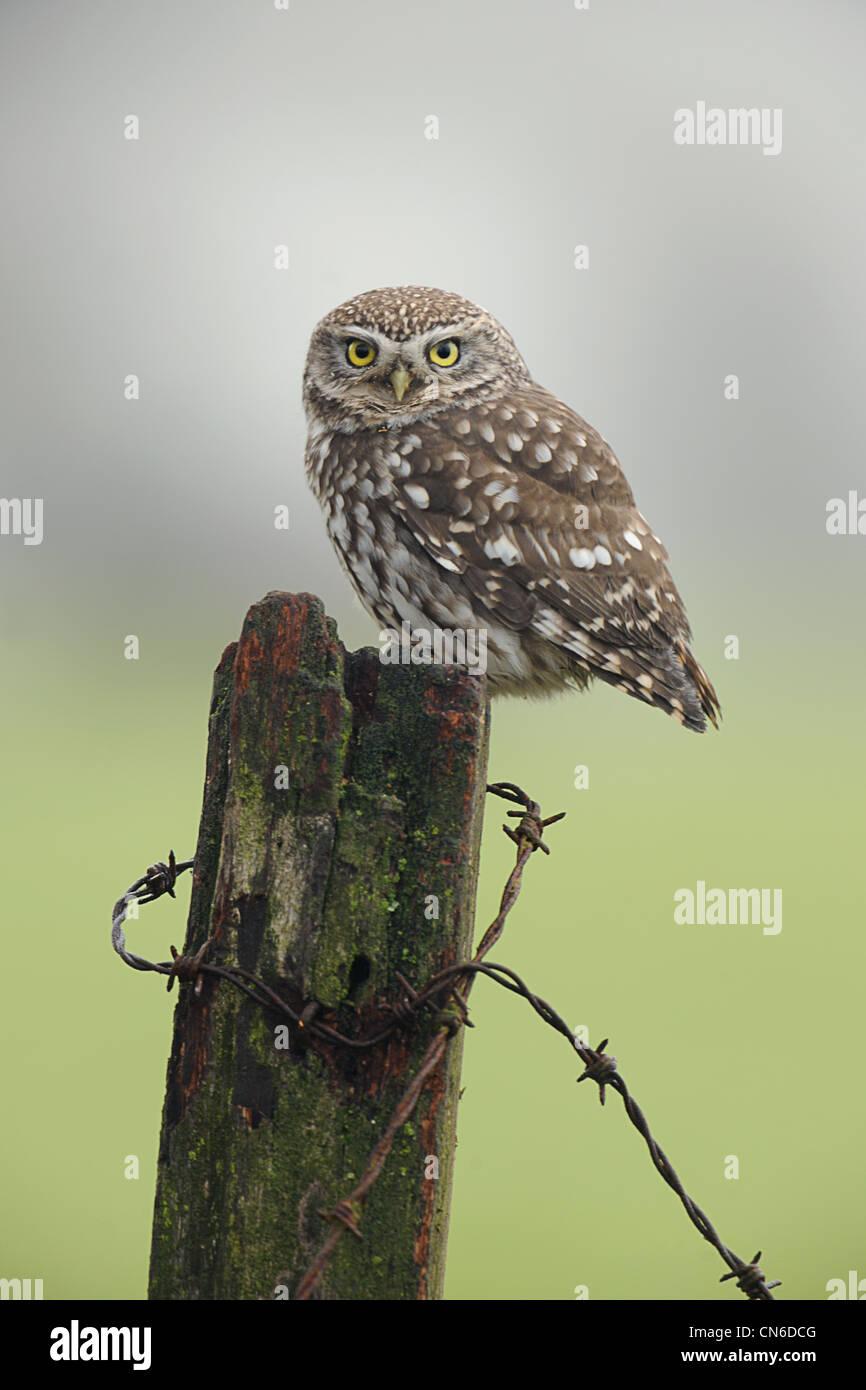 Un petit hibou sauvage perché sur un poteau de clôture de barbelés en décomposition Banque D'Images