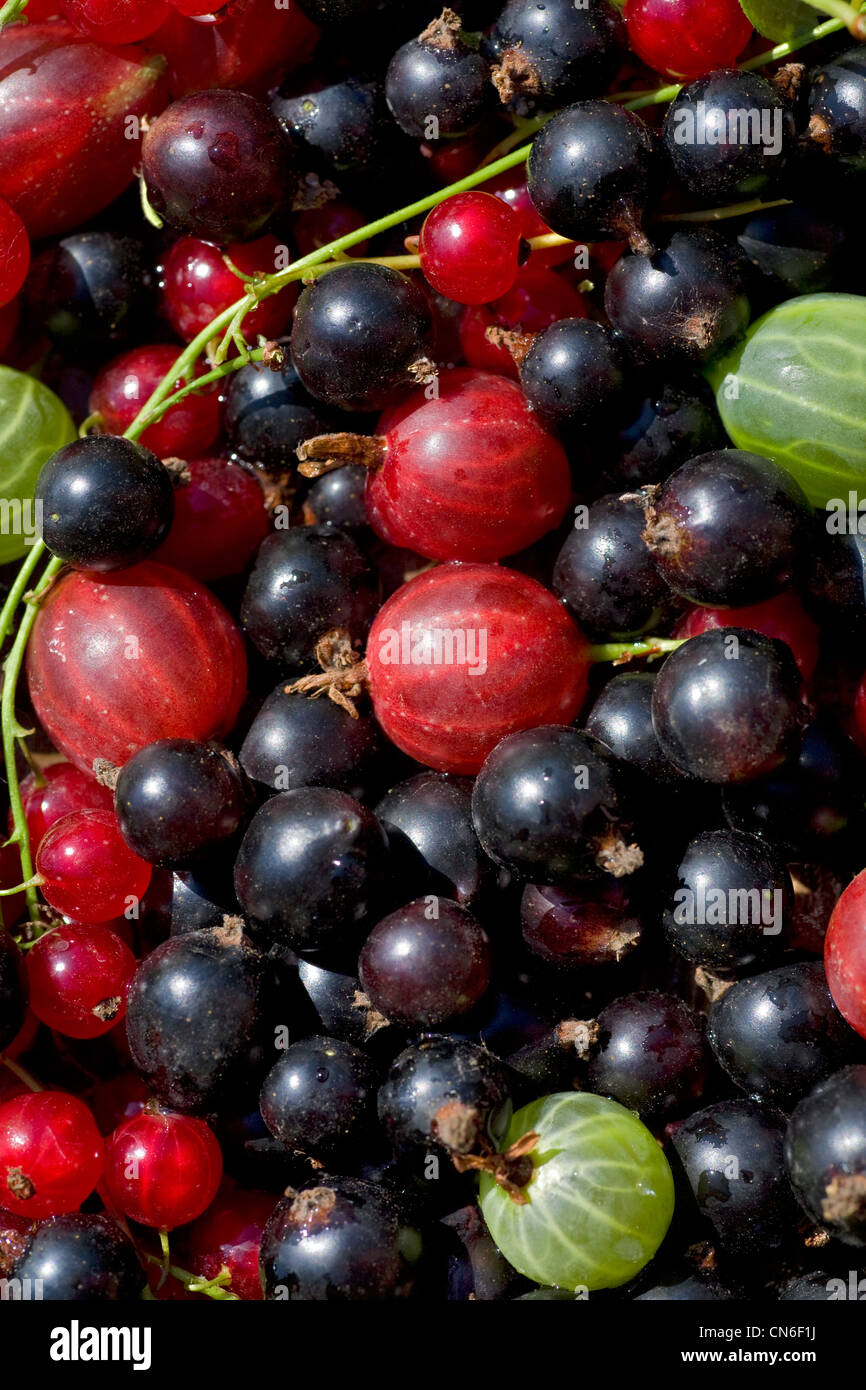 Parfait frais mûrs berrys. Arrière-plan de l'alimentation Banque D'Images