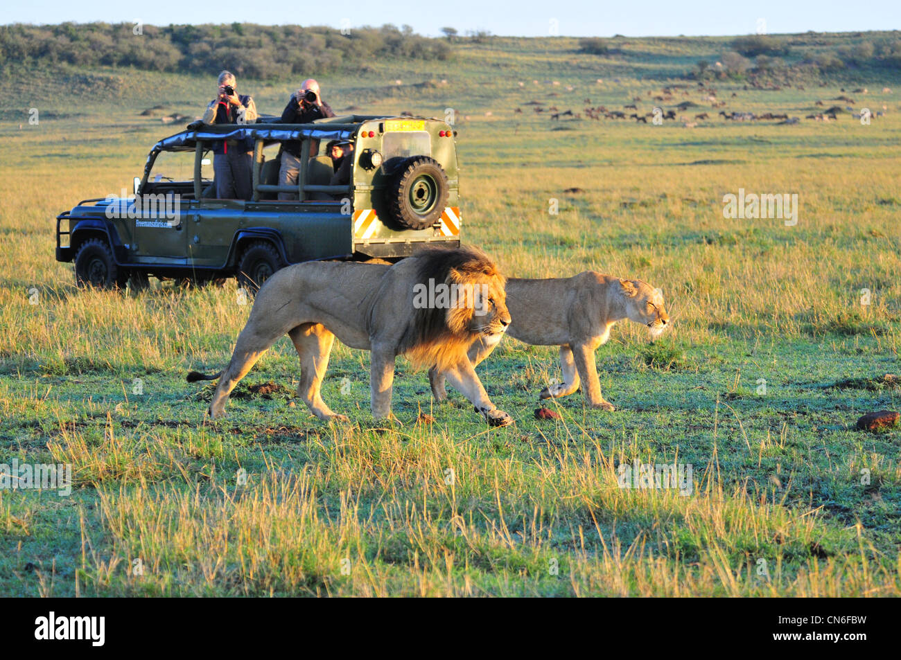 Masai Mara, Safari Banque D'Images