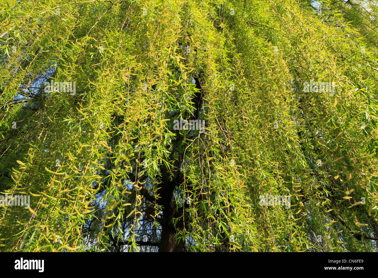 Arbre généalogique Willlow crack (Salix fragilis) Banque D'Images