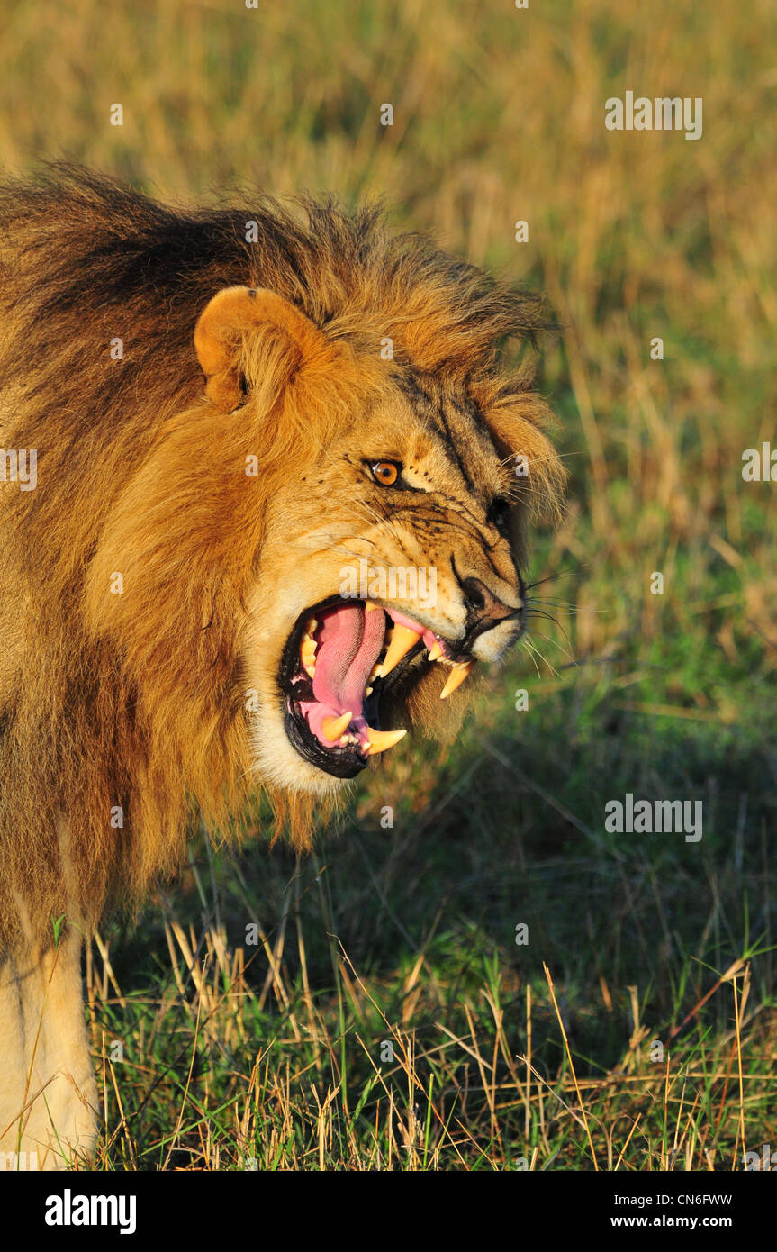 Homme Lion, Masai Mara Banque D'Images