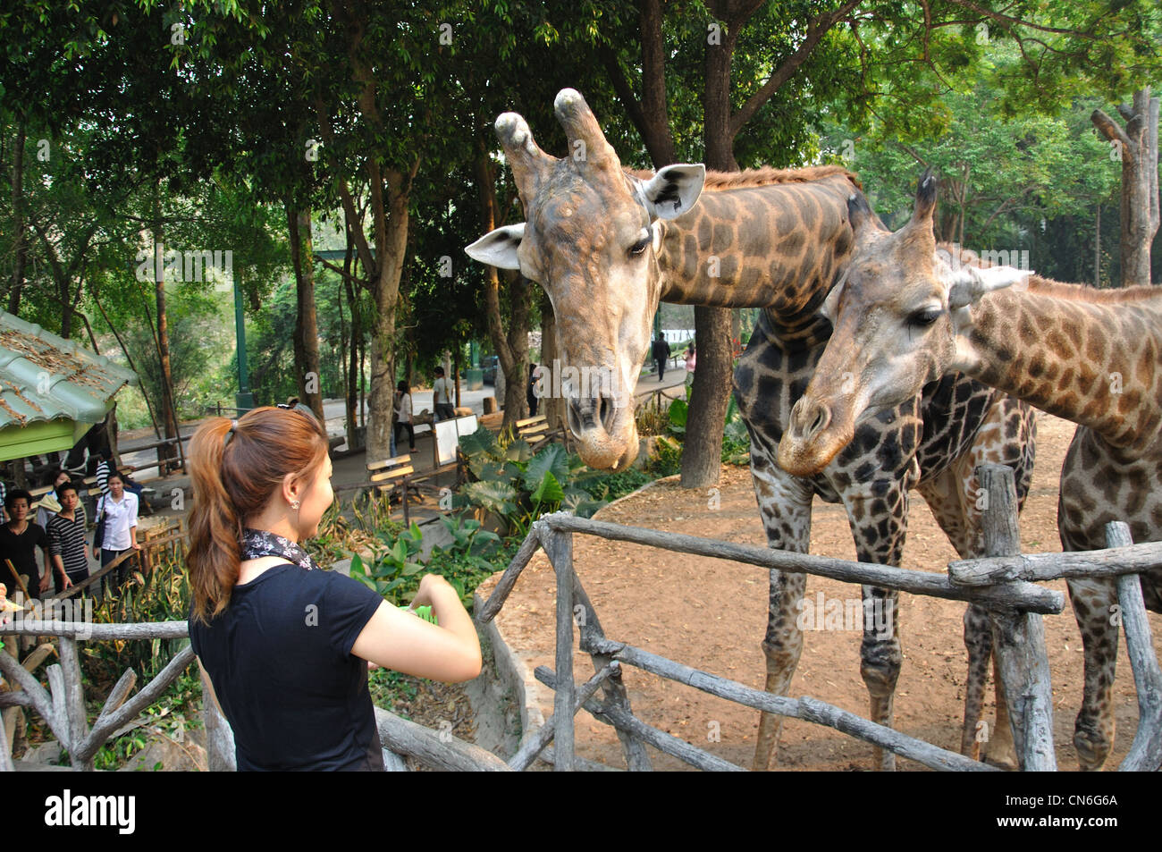 Les visiteurs avec les girafes au Zoo de Chiang Mai, Chiang Mai, la province de Chiang Mai, Thaïlande Banque D'Images