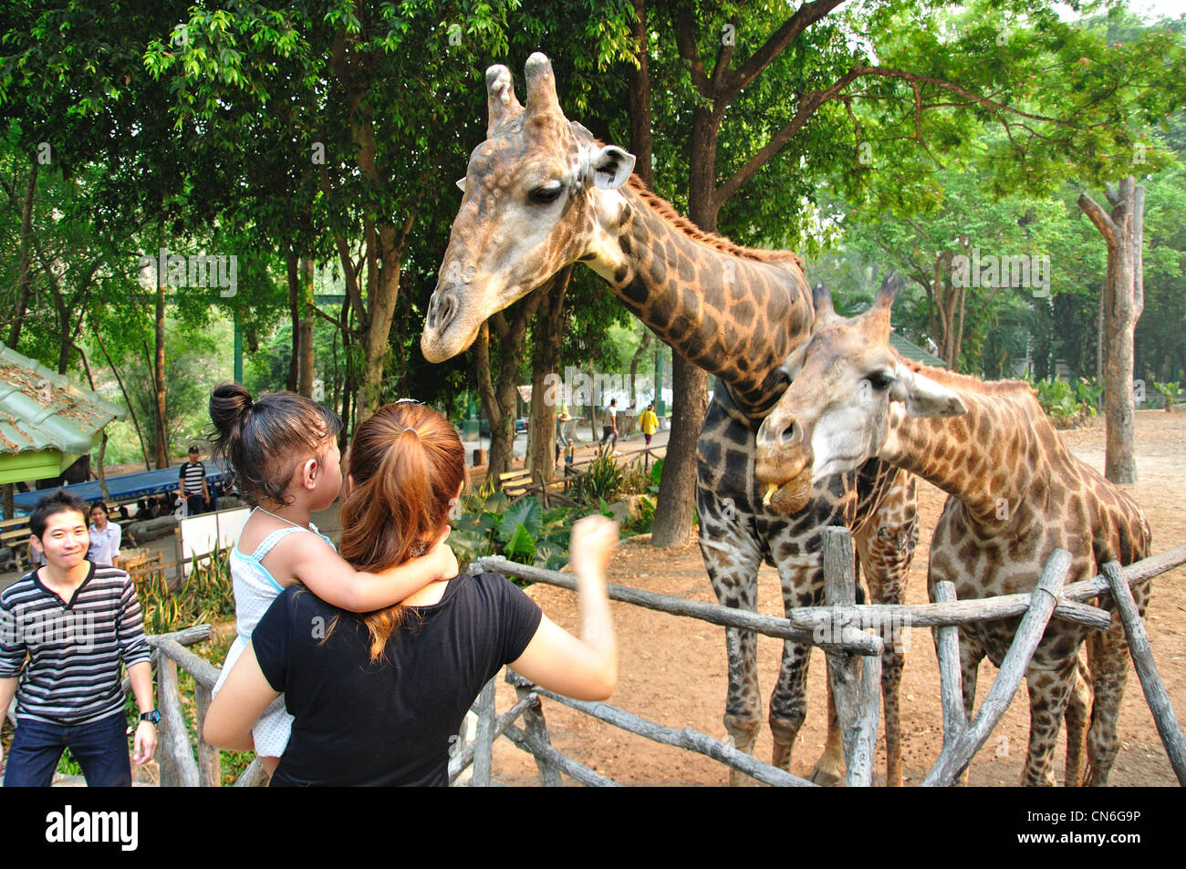 Les visiteurs avec les girafes au Zoo de Chiang Mai, Chiang Mai, la province de Chiang Mai, Thaïlande Banque D'Images