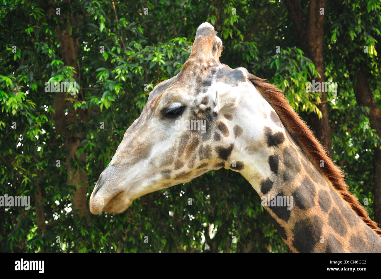 Girafe au zoo de Chiang Mai, Chiang Mai, la province de Chiang Mai, Thaïlande Banque D'Images