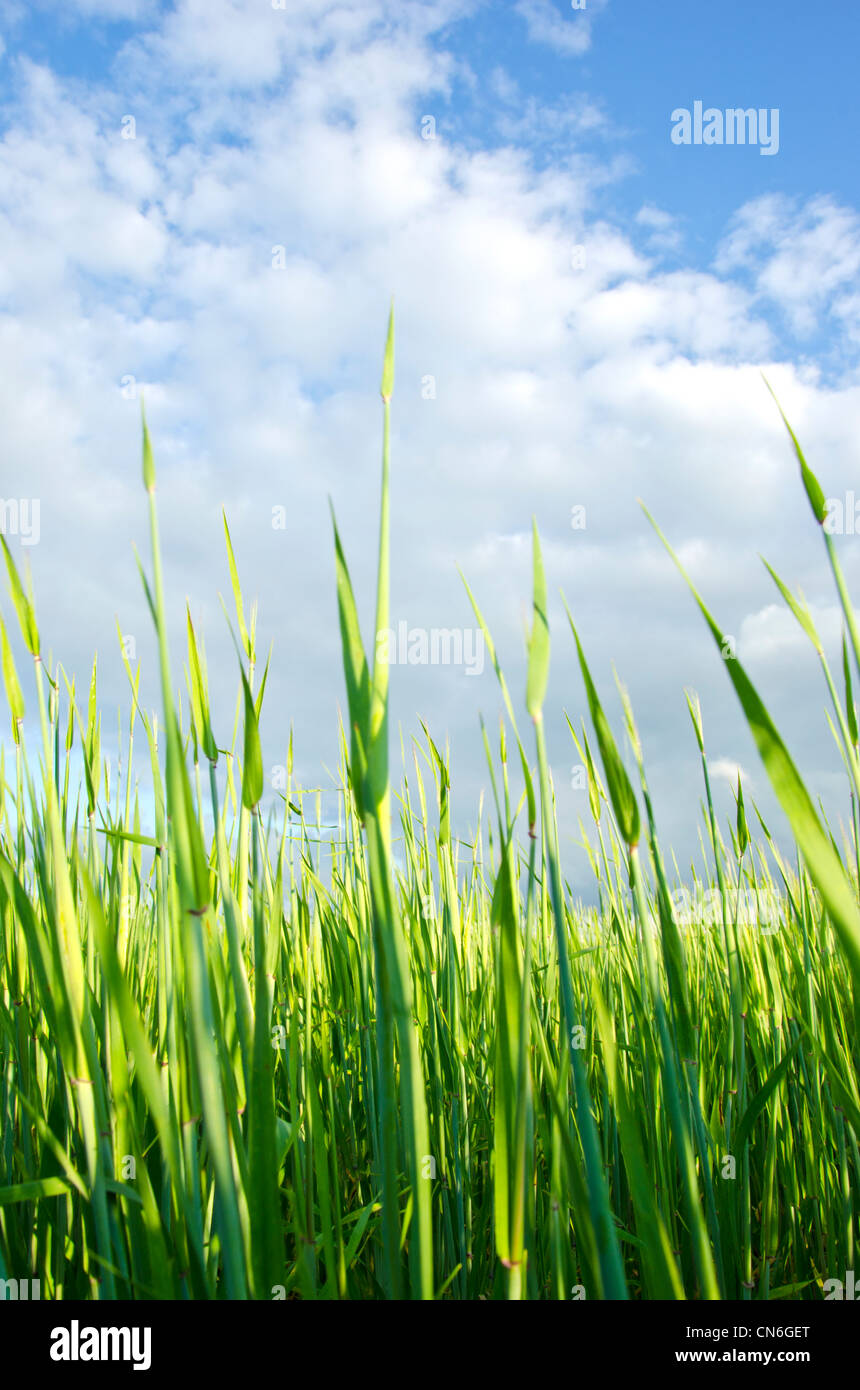 Meadow grass macro gros plan sur fond bleu ciel nuageux. Banque D'Images