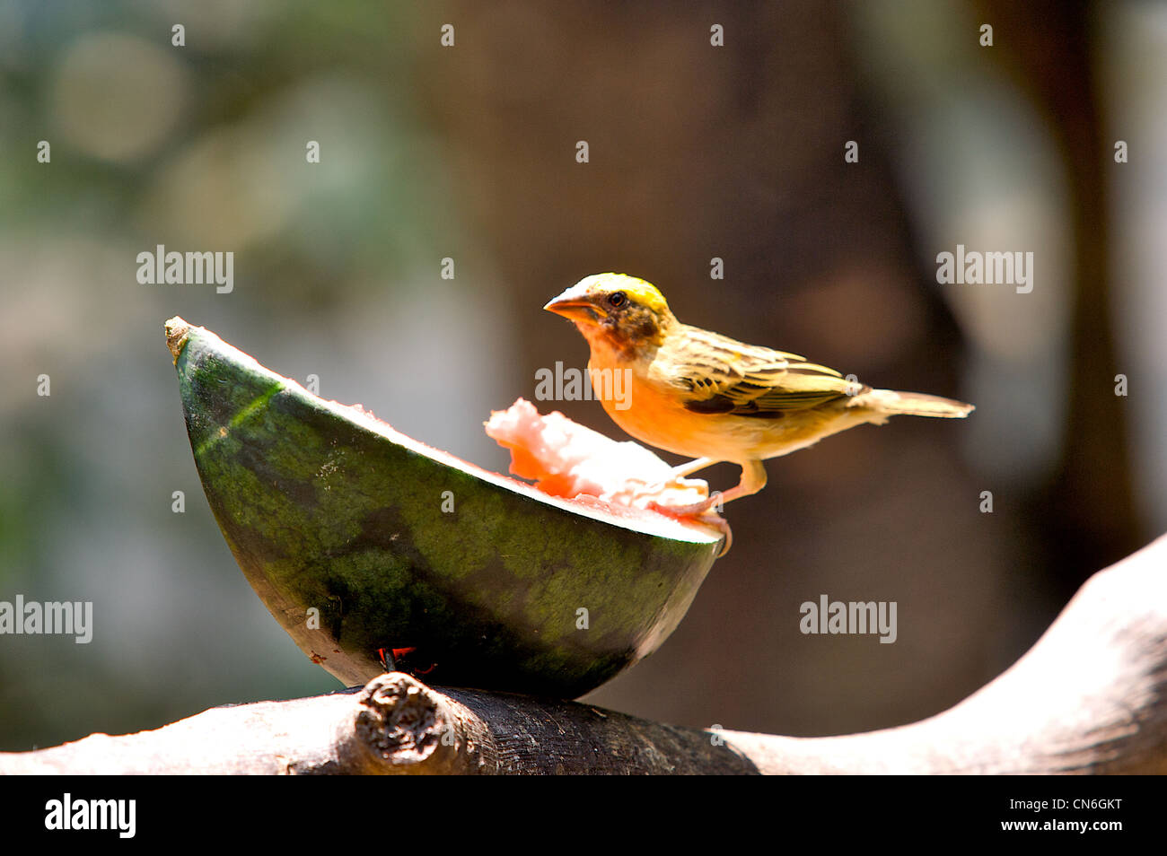 Chiang mai zoo,oiseaux,Thailand Banque D'Images
