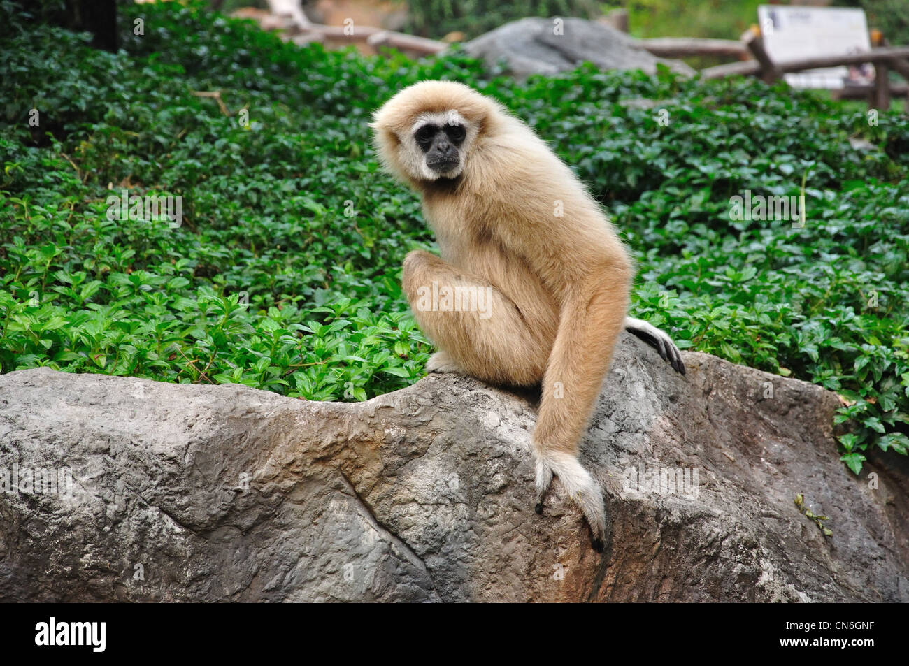 White-remis Gibbon à Chiang Mai Zoo, Chiang Mai, la province de Chiang Mai, Thaïlande Banque D'Images