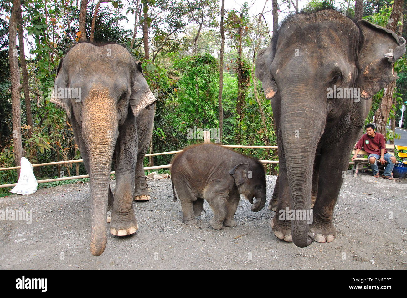 Les éléphants aux veau à Chiang Mai Zoo, Chiang Mai, la province de Chiang Mai, Thaïlande Banque D'Images