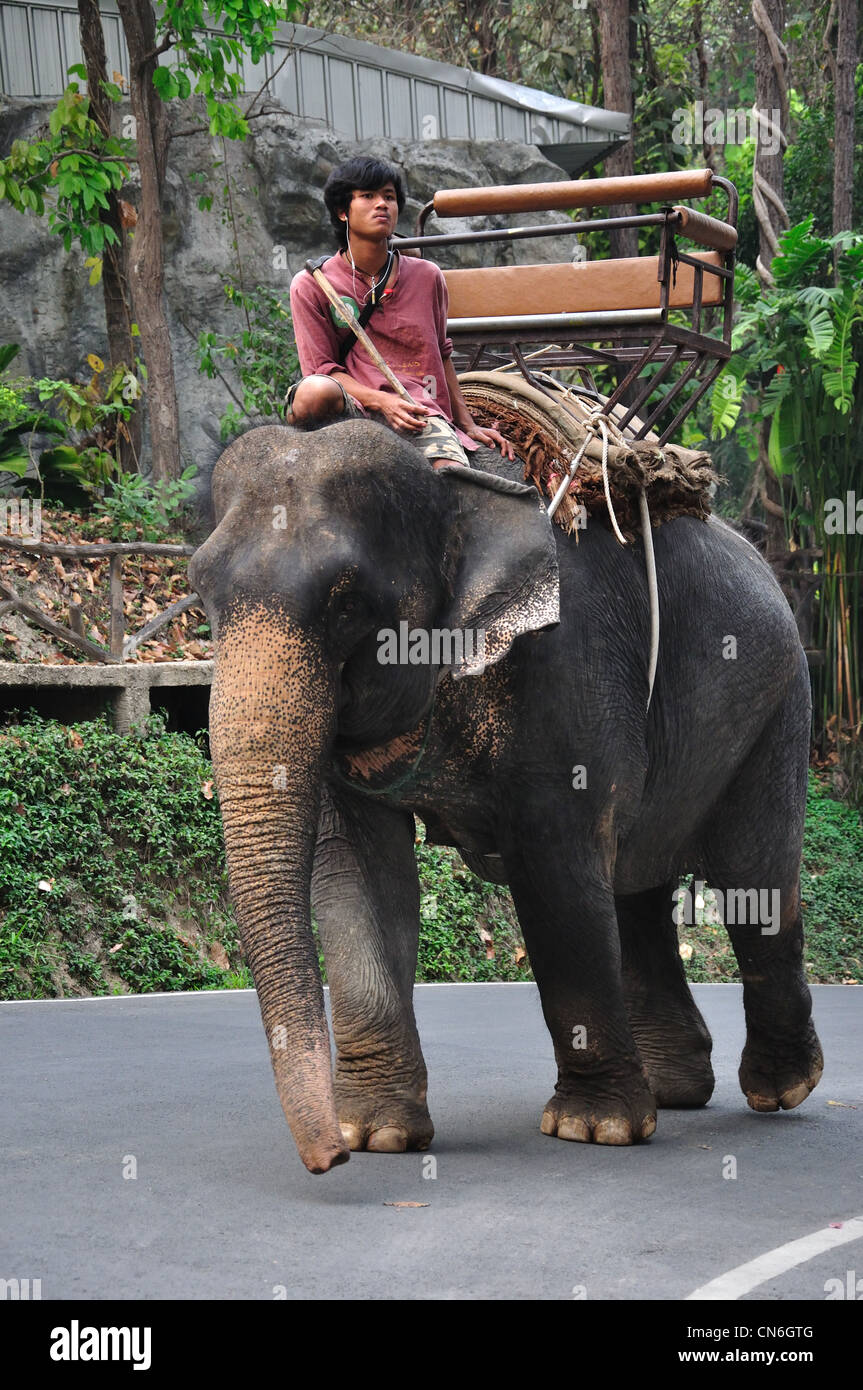 Mahout avec éléphant à Chiang Mai Zoo, Chiang Mai, la province de Chiang Mai, Thaïlande Banque D'Images
