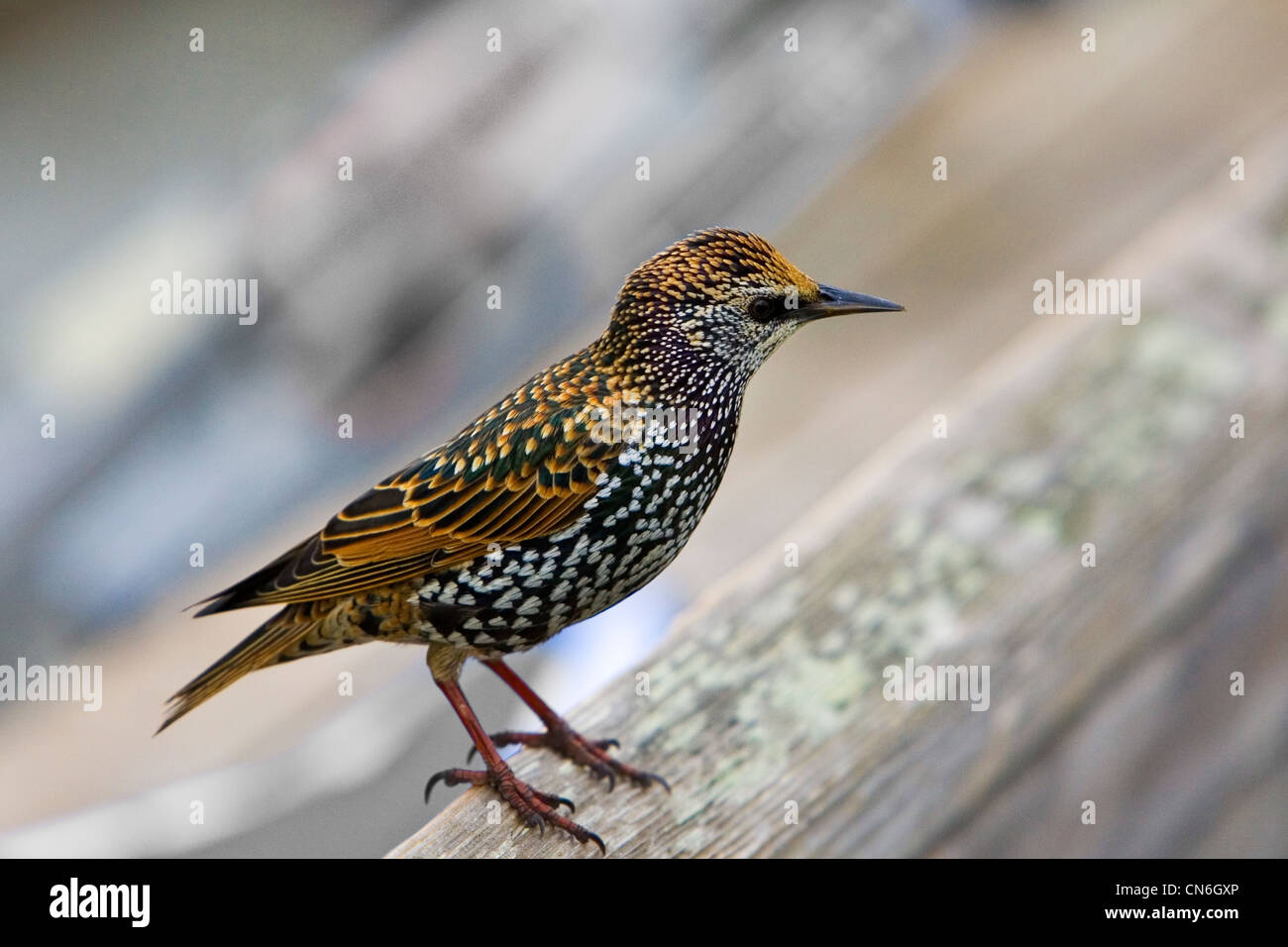 Starling par San Francisco Bay, California, United States of America Banque D'Images