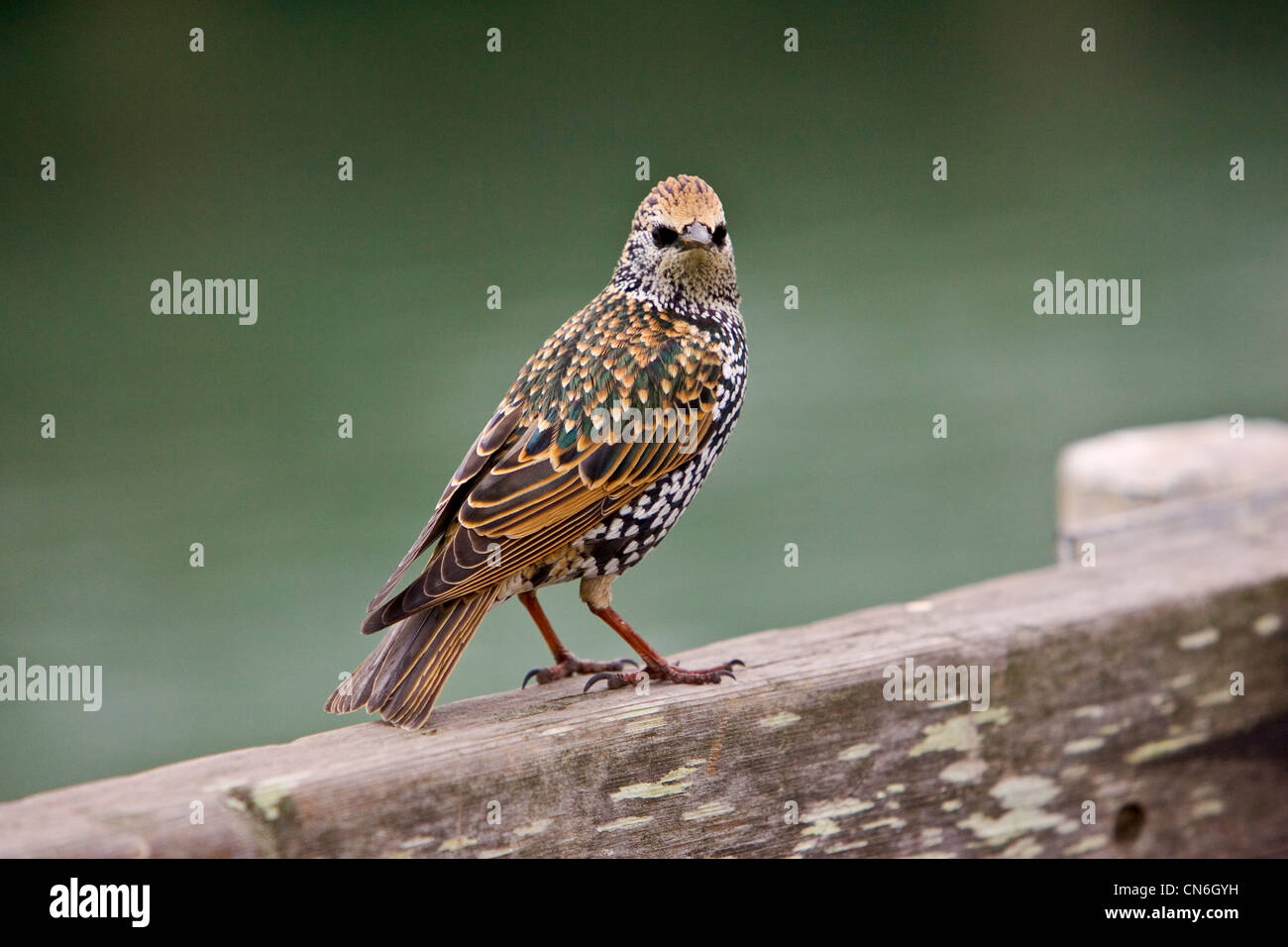 Starling par San Francisco Bay, California, United States of America Banque D'Images