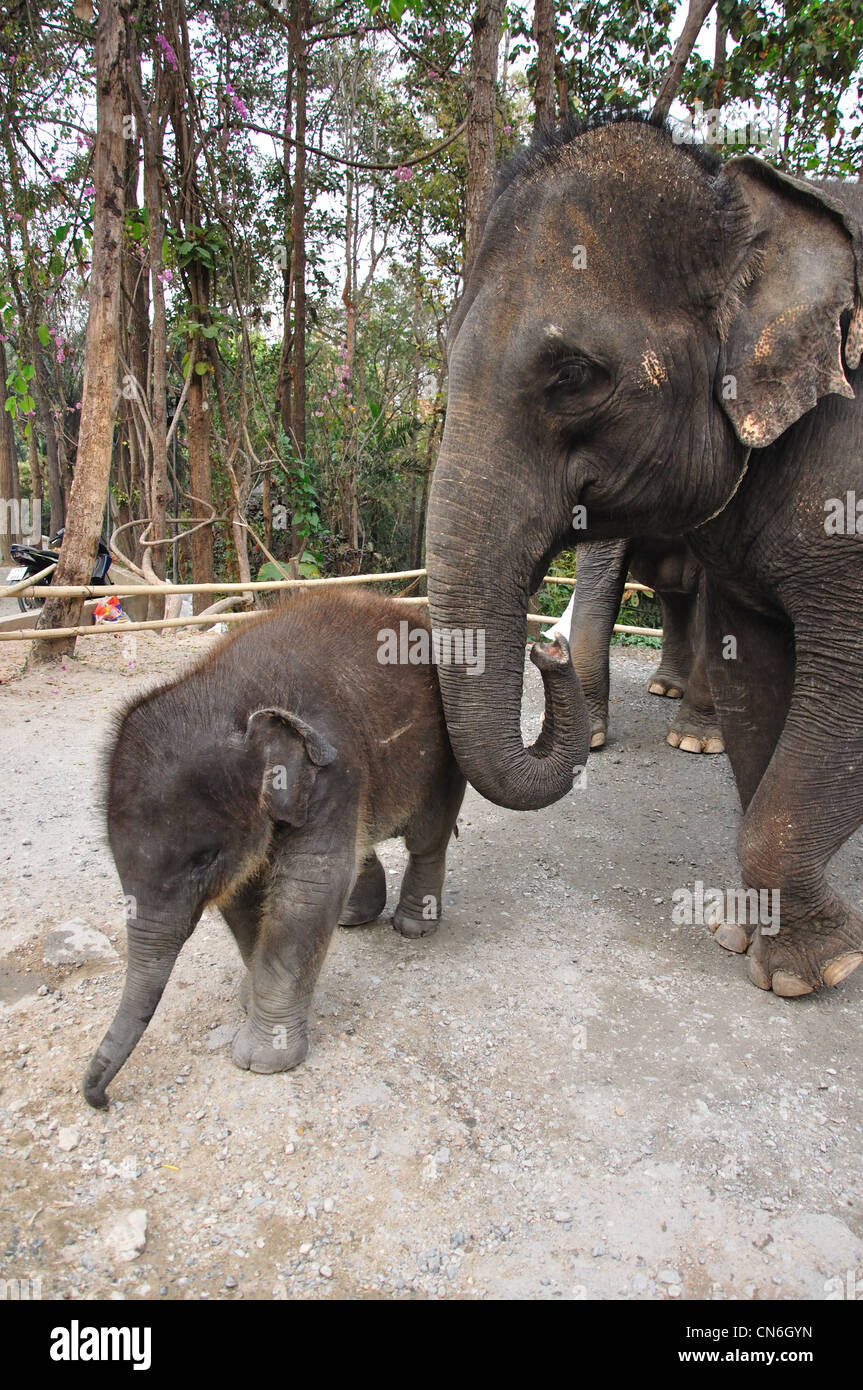L'éléphant femelle et son veau au Zoo de Chiang Mai, Chiang Mai, la province de Chiang Mai, Thaïlande Banque D'Images