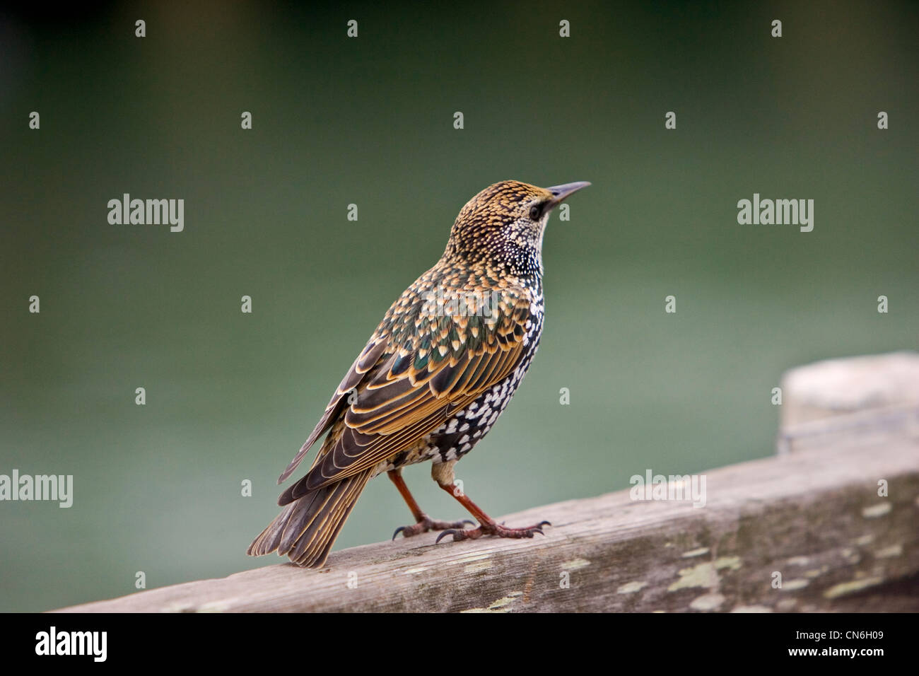 Starling par San Francisco Bay, California, United States of America Banque D'Images