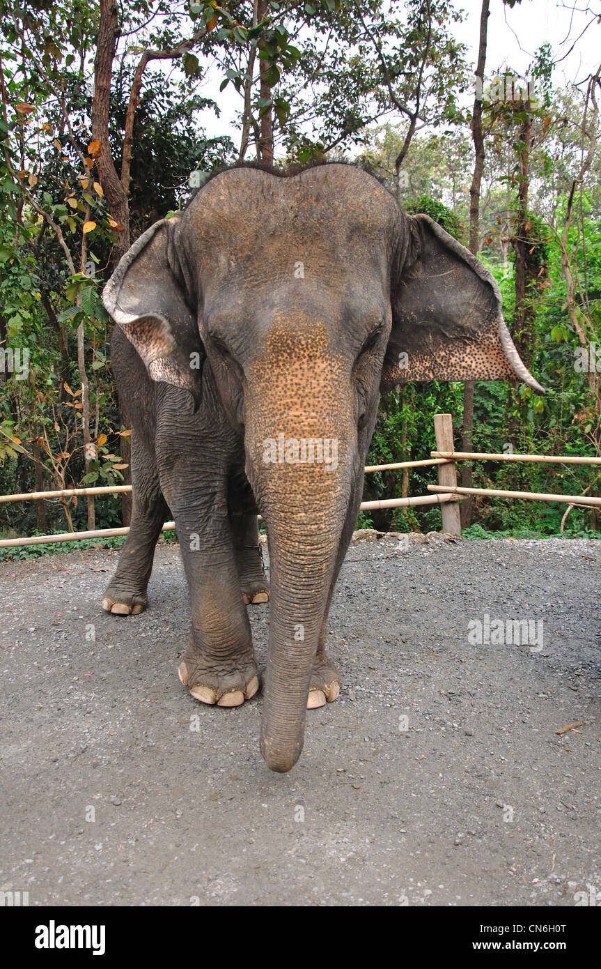 À l'éléphant du Zoo de Chiang Mai, Chiang Mai, la province de Chiang Mai, Thaïlande Banque D'Images