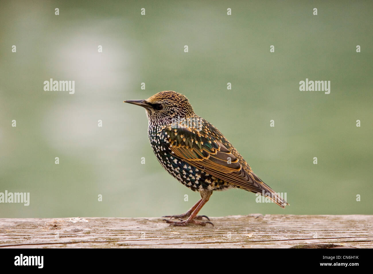 Starling par San Francisco Bay, California, United States of America Banque D'Images