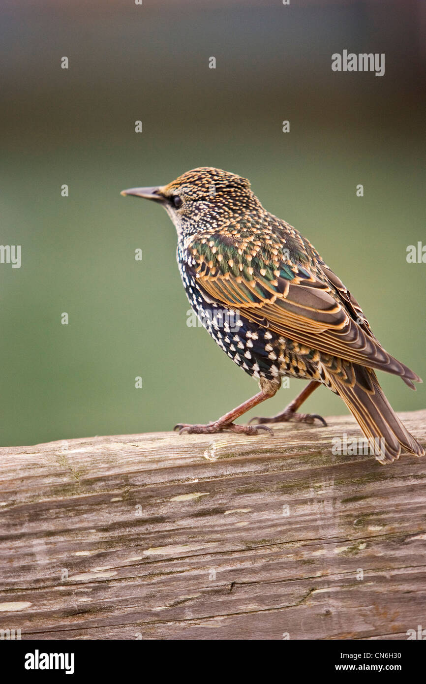 Starling par San Francisco Bay, California, United States of America Banque D'Images
