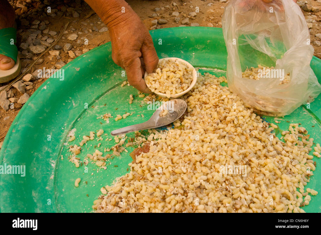 Les œufs de fourmis, les fourmis,comestibles,Chiang Rai, Thaïlande Banque D'Images