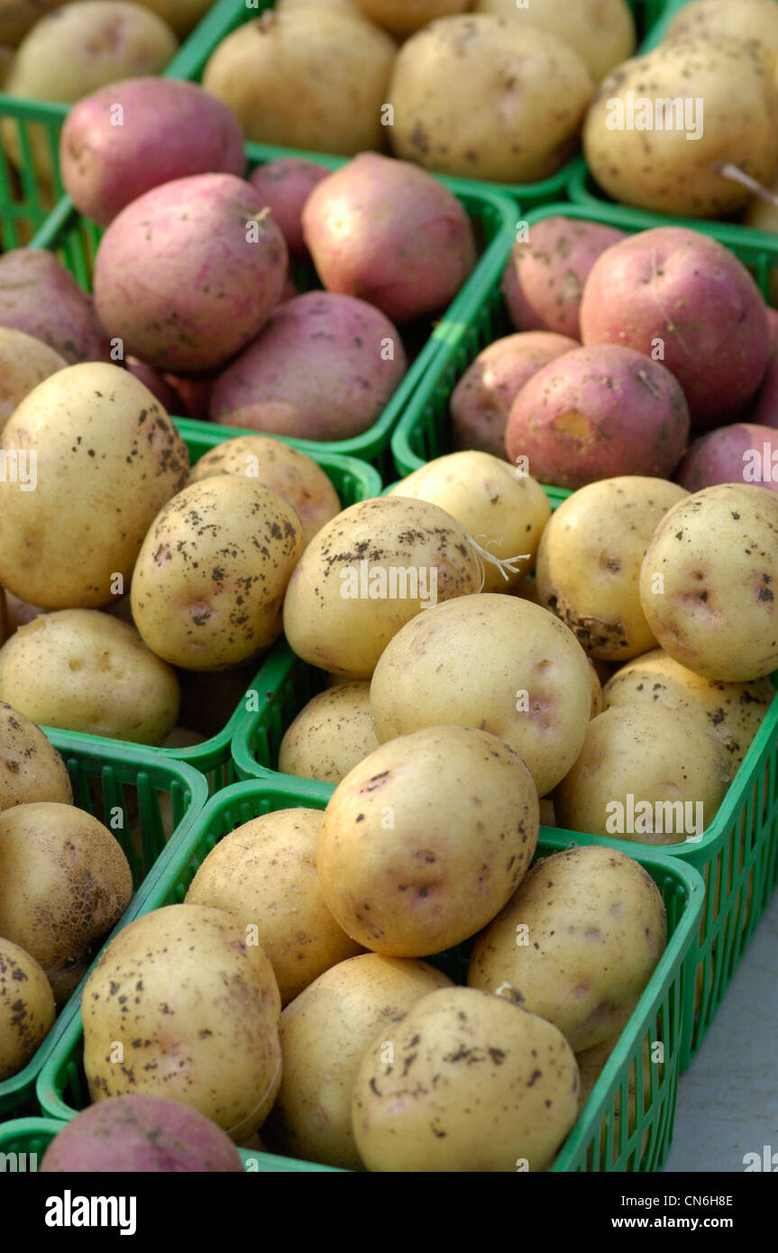 Les pommes de terre biologiques, le marché fermier de Riverdale, Toronto (Ontario) Banque D'Images