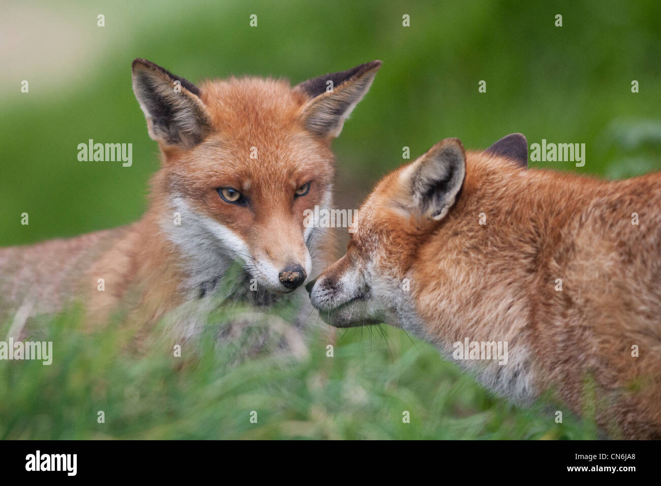 Le renard roux (Vulpes vulpes) Banque D'Images