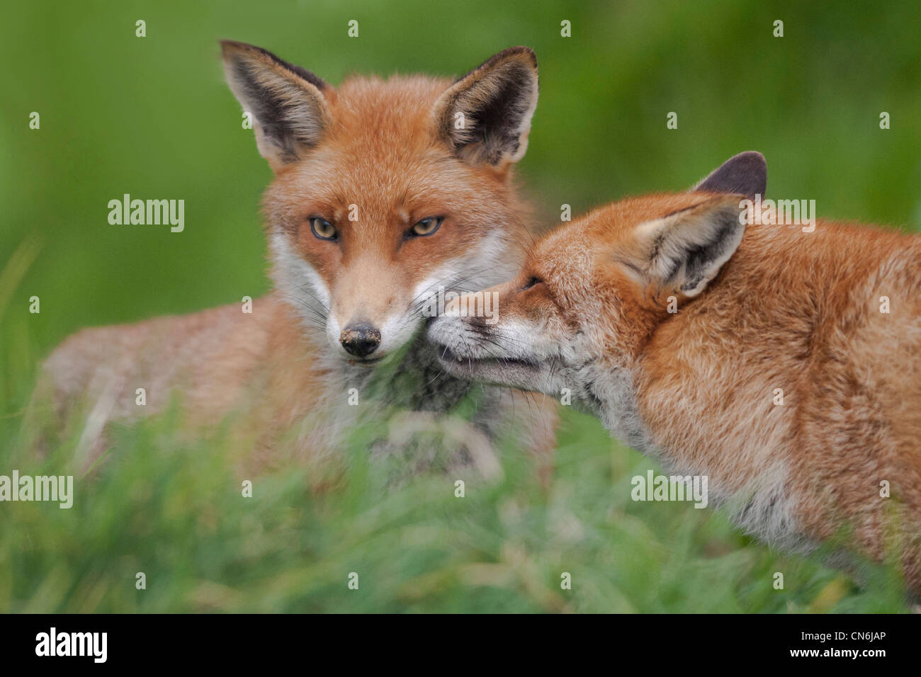 Le renard roux (Vulpes vulpes) Banque D'Images