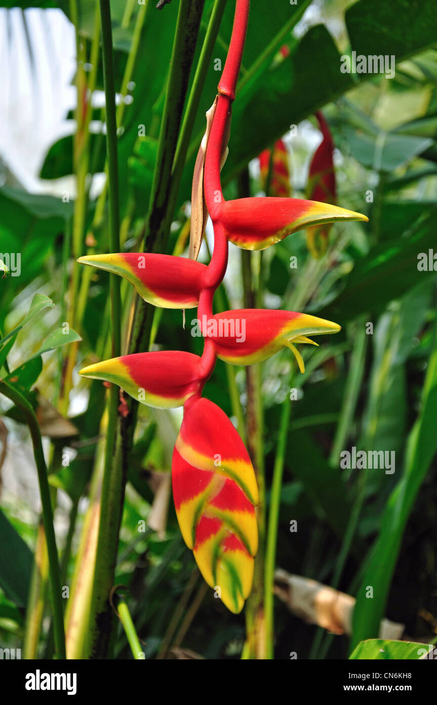 Heliconia Rostrata (Lobster claw, faux-bird-of-paradise) dans la ferme d'Orchidées près de Chiang Mai, la province de Chiang Mai, Thaïlande Banque D'Images