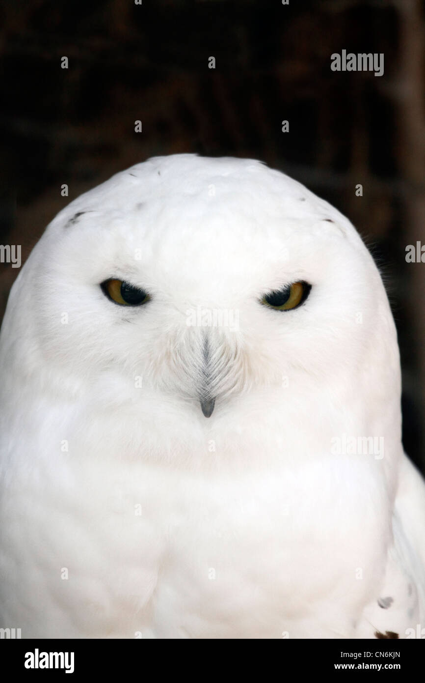 Un harfang des neiges, Bubo scandiacus, la fixant. Lehigh Valley Zoo, Schnecksville, New York, USA Banque D'Images