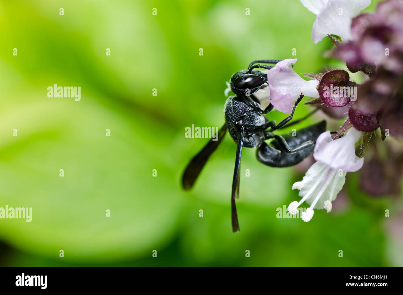 Guepe Noire Banque D Image Et Photos Alamy Guepe Noire Banque D Image Et Photos Alamy