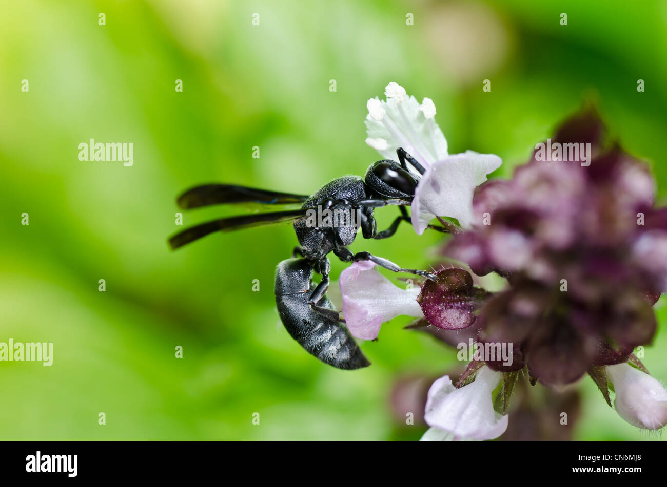 Guepe Noire Banque D Image Et Photos Alamy Guepe Noire Banque D Image Et Photos Alamy
