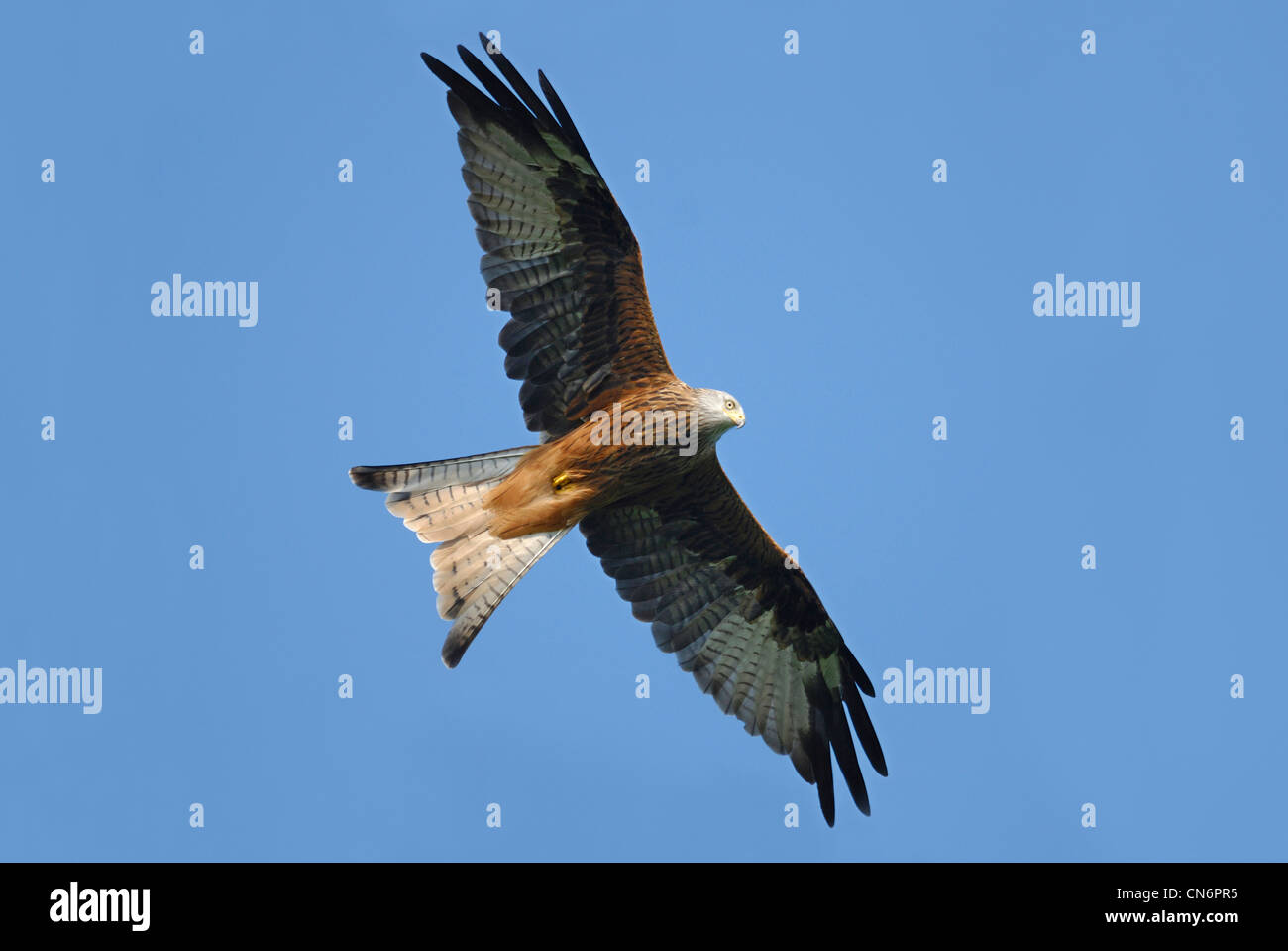 Le Milan royal (Milvus milvus) survolant une Les Brecon Beacons Banque D'Images