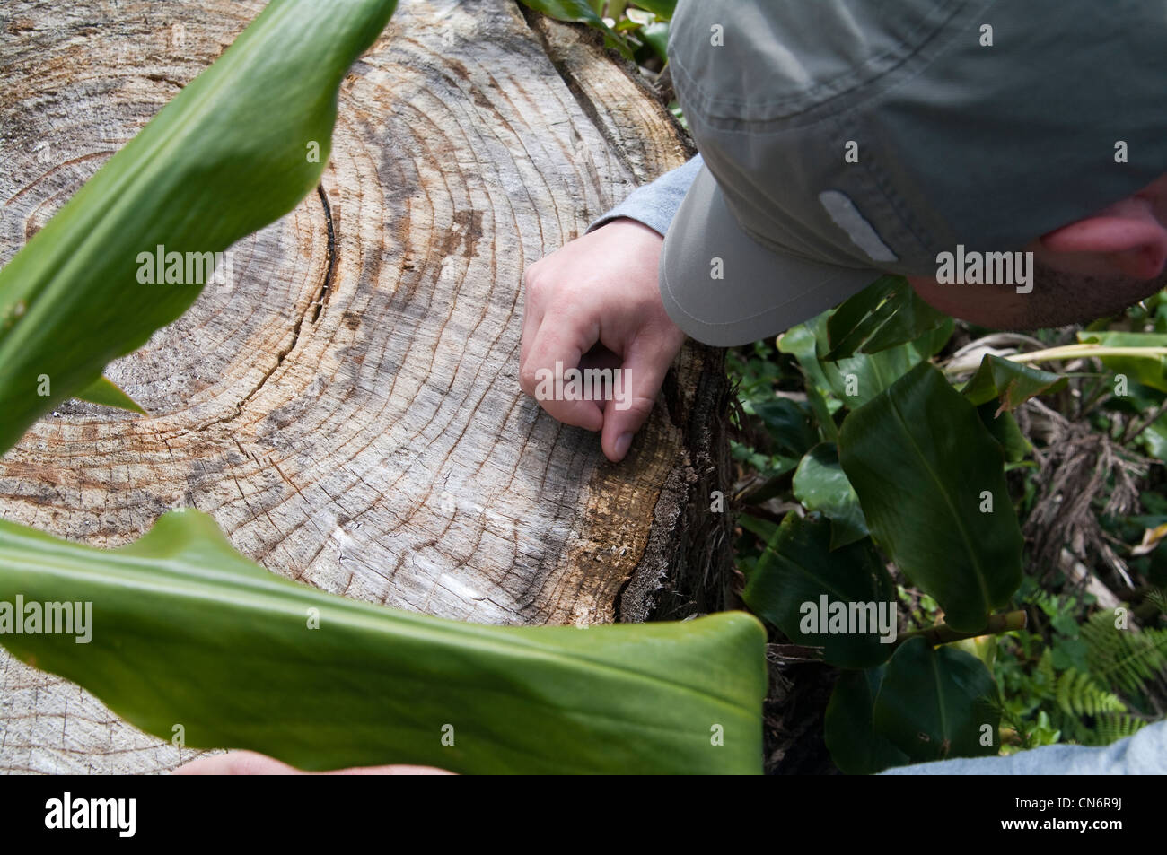 Homme examinant et comptant les anneaux de croissance sur une souche d'arbre pour déterminer son âge, à l'extérieur dans un environnement forestier.homme comptant les années d'une coupe Banque D'Images