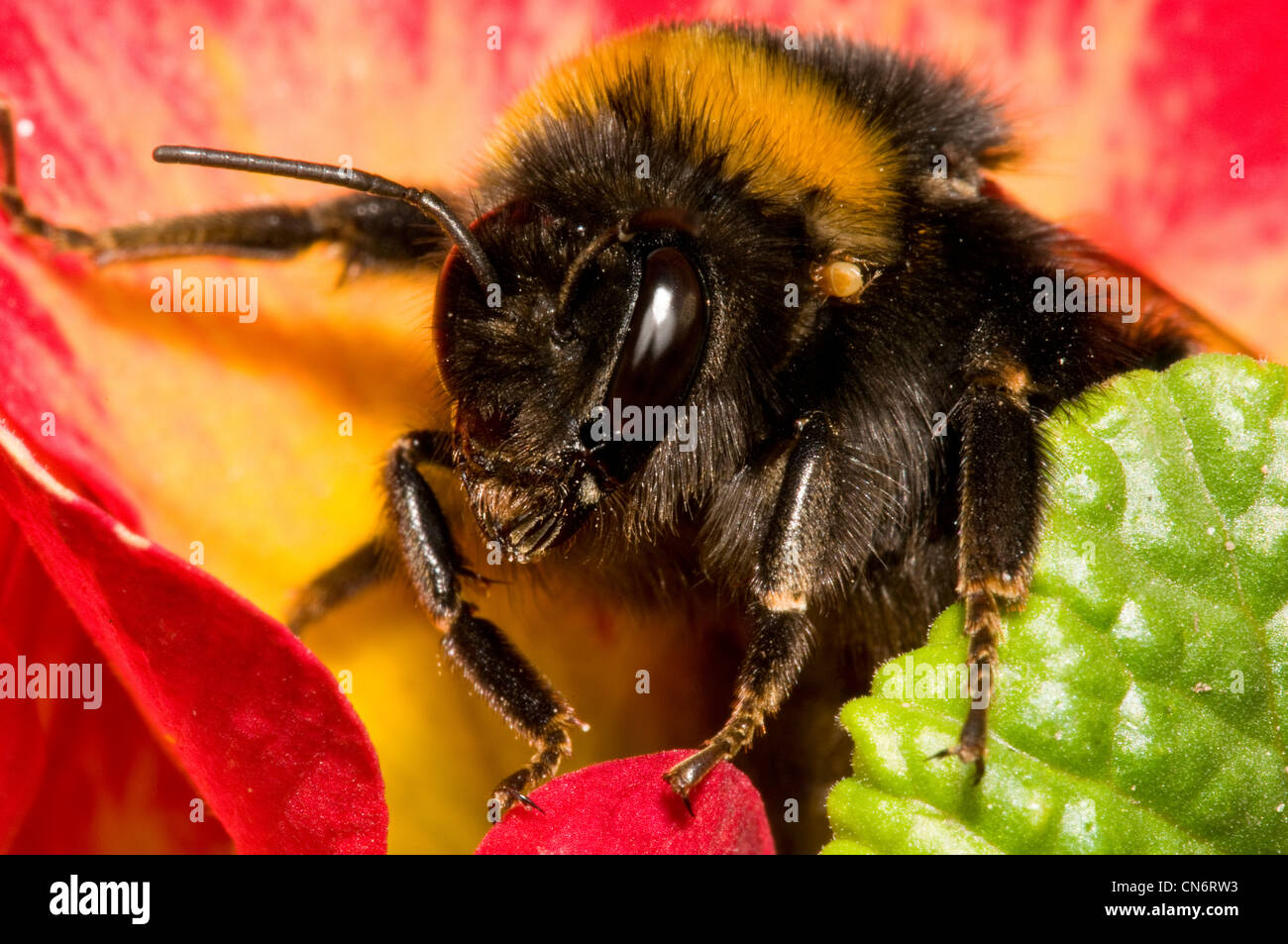 Un buff-cerf de bourdon, d'un trait à son épaule gauche, sortant d'une fleur rouge et jaune primevère (Primula polyanthus) Banque D'Images