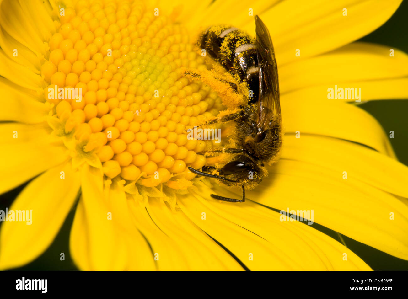 Un mineur (l'abeille Andrena sp. peut-être Andrena flavus) enduit généreusement dans le pollen, se nourrissent d'une fleur jaune vif. Avril. Banque D'Images
