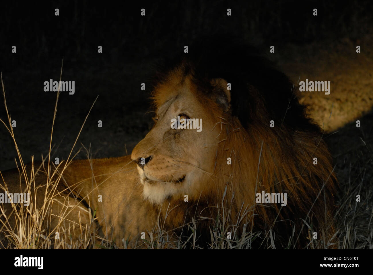 Lion dans la nuit Banque D'Images