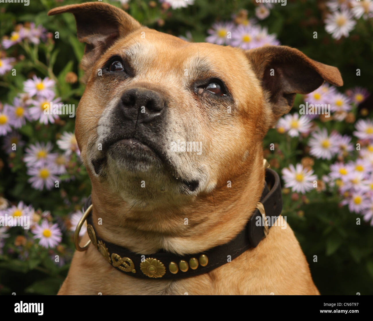 Old Staffordshire Bull Terrier portrait avec des fleurs en arrière-plan Banque D'Images