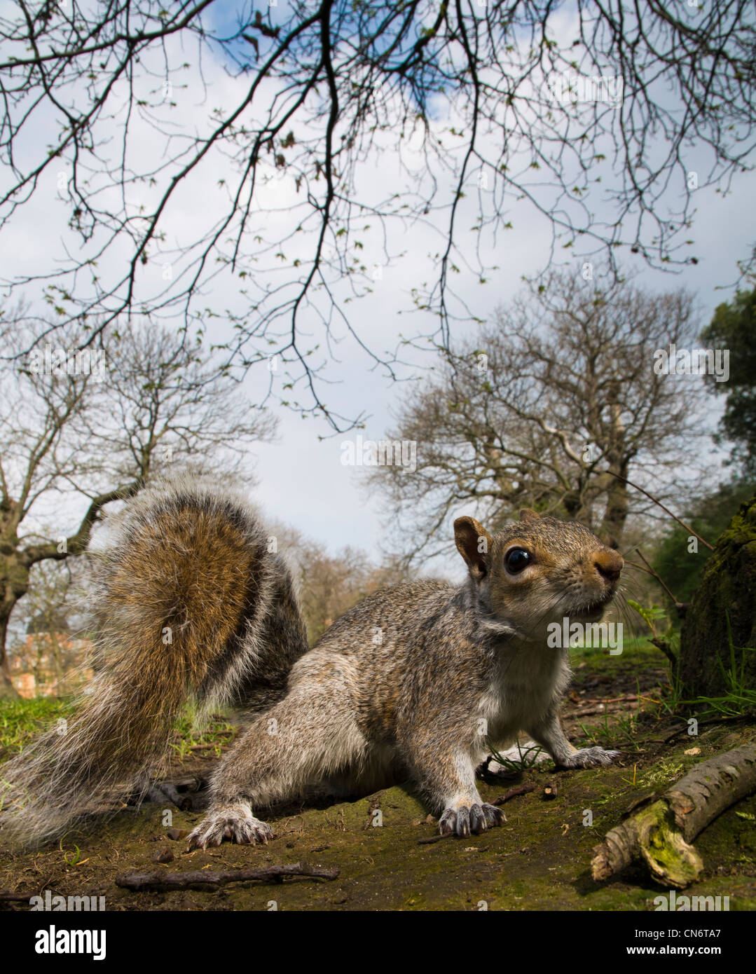 Un écureuil gris (Sciurus carolinensis) sur le sol sous les arbres dans le parc de Greenwich, Londres. Avril. Banque D'Images