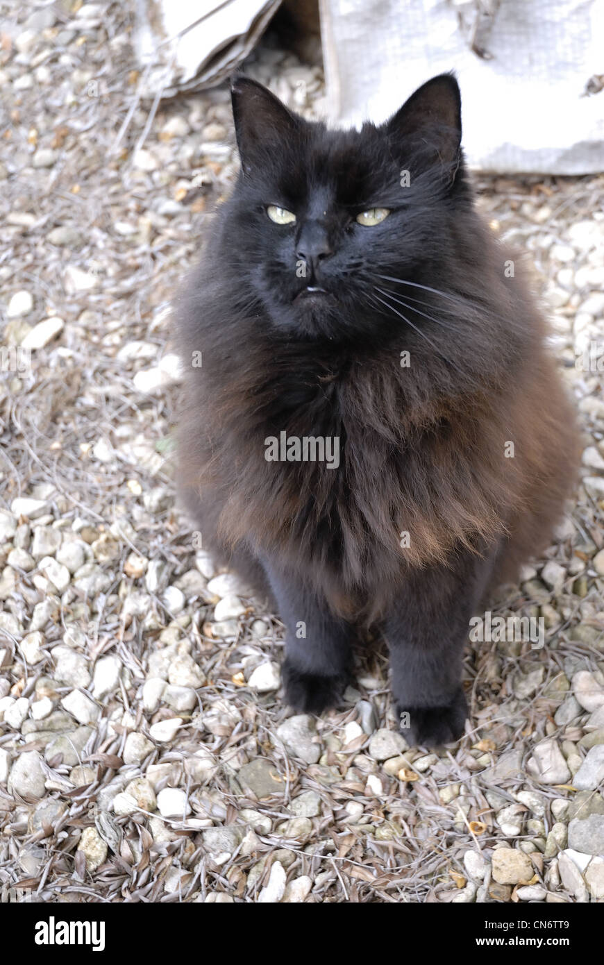 Chat poilu noir Photo Stock - Alamy