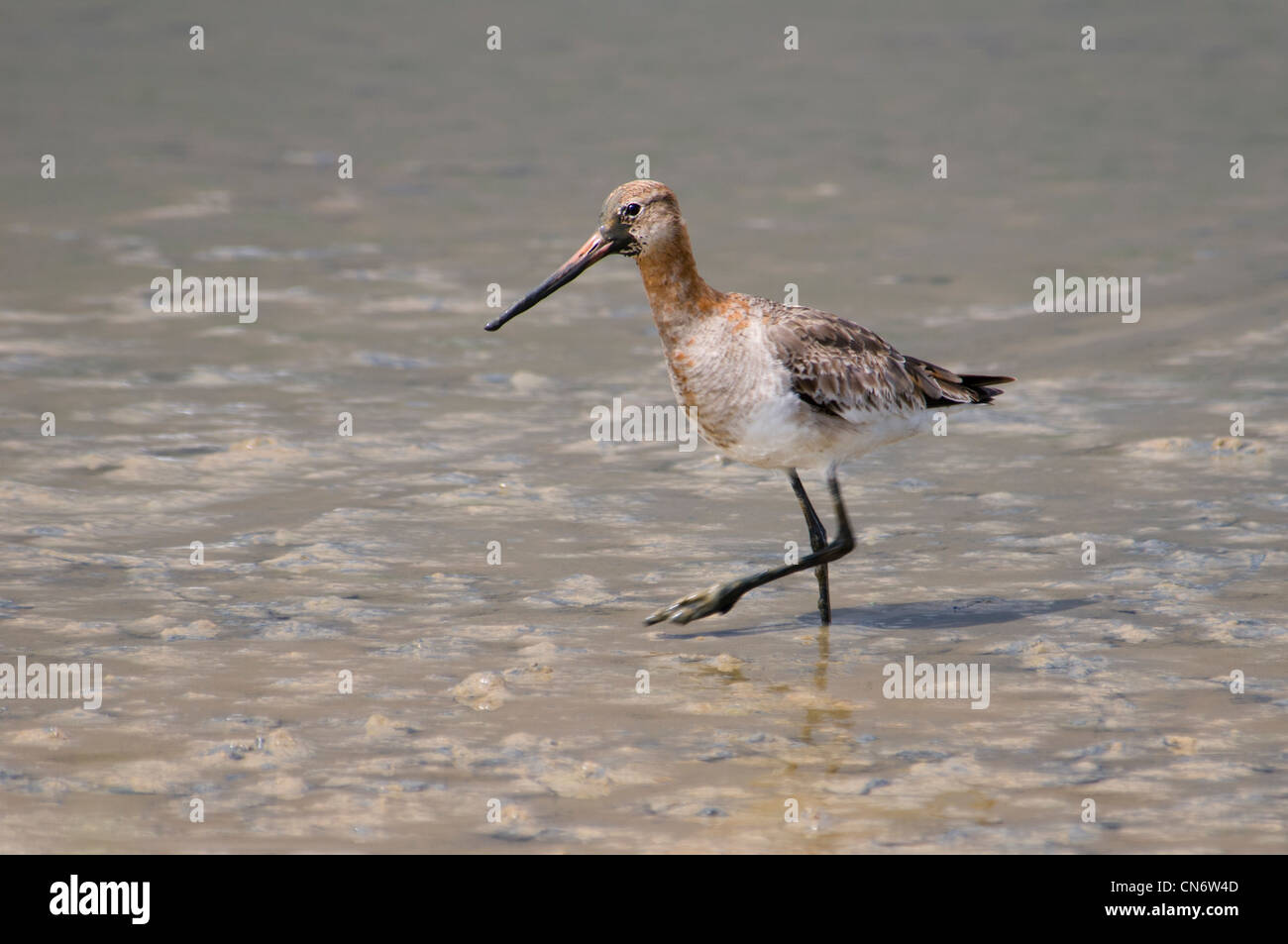 Une barge à queue noire pataugeant dans la boue à RSPB Minsmere. Mai. Banque D'Images